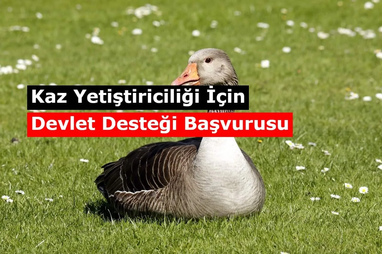 Kaz ve Hindi İçin Verilen Destekler