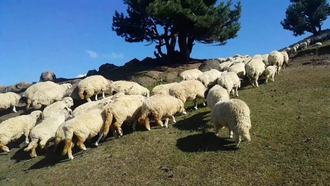 Koyun Yetiştirmek Kârlı mı, Koyun Bakmak Ne Sağlar? 2