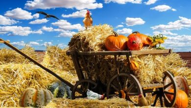 kadin ciftci faizsiz kredi destekleri