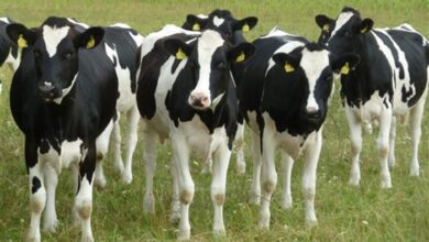 damizlik duve hibesi