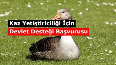 kaz yetistirmek icin devlet destekleri