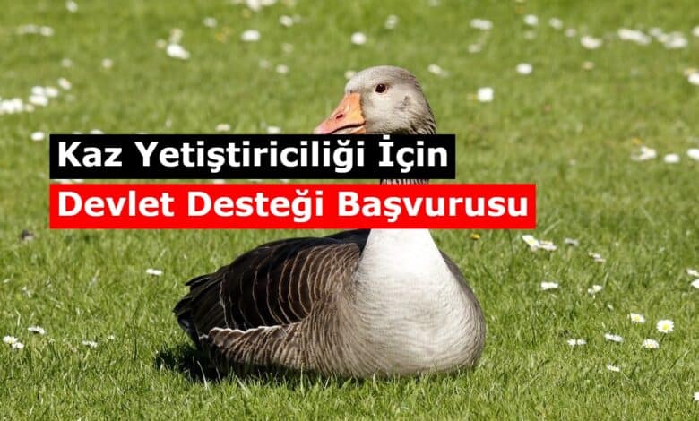 kaz yetistirmek icin devlet destekleri