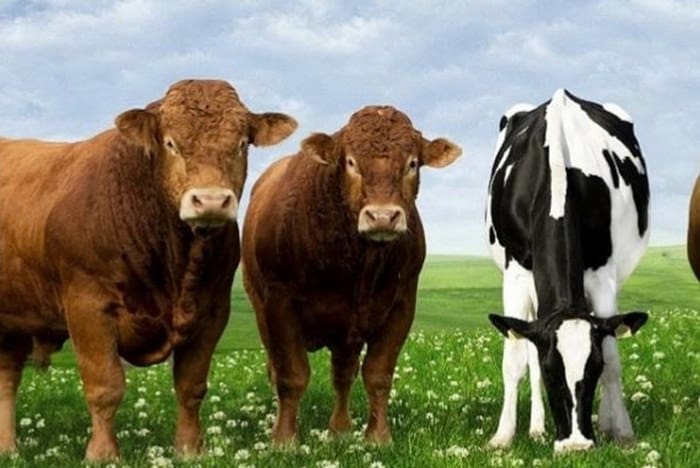 kurban kesimine uymayana 88bintl ceza