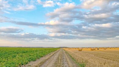 hazine arazileri satisa cikiyor