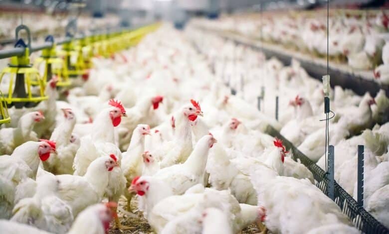 tavuk ciftligi kurmak isyeyenlere faizsiz kredi