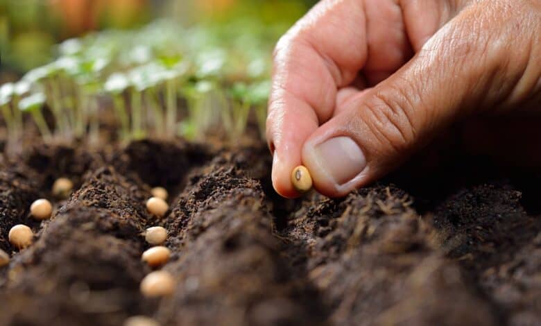 tohum fiyatlari nekadar