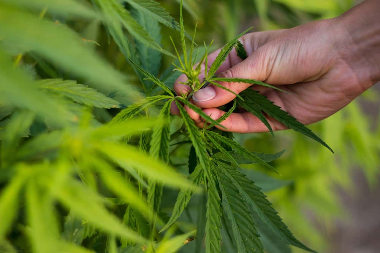 kenevir yetistiriciligi